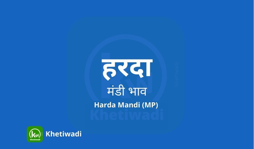 Harda Mandi - हरदा मंडी मंडी भाव 08-01-2024