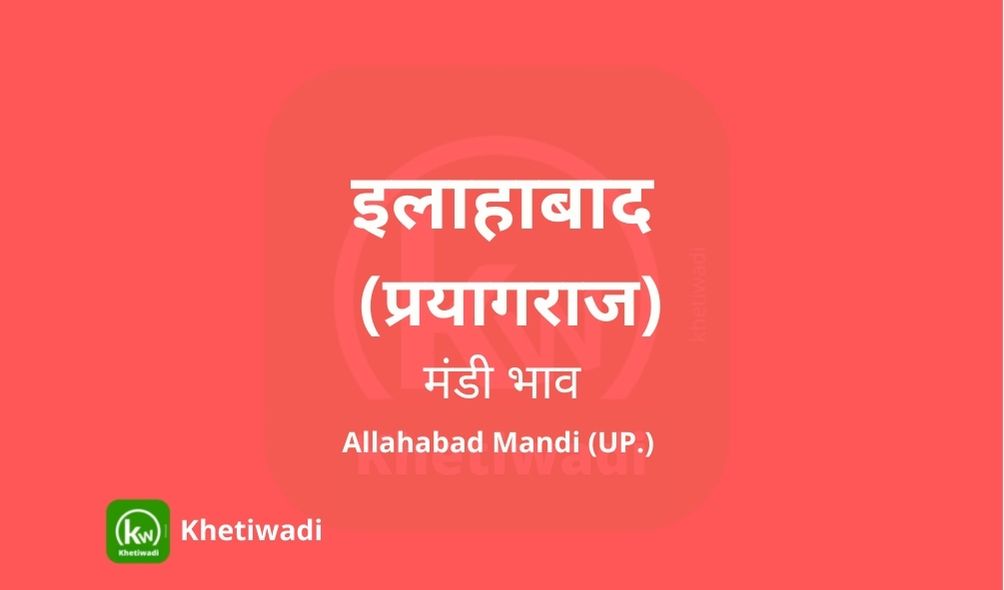 Prayagraj Mandi - इलाहाबाद मंडी मंडी भाव 15-03-2021