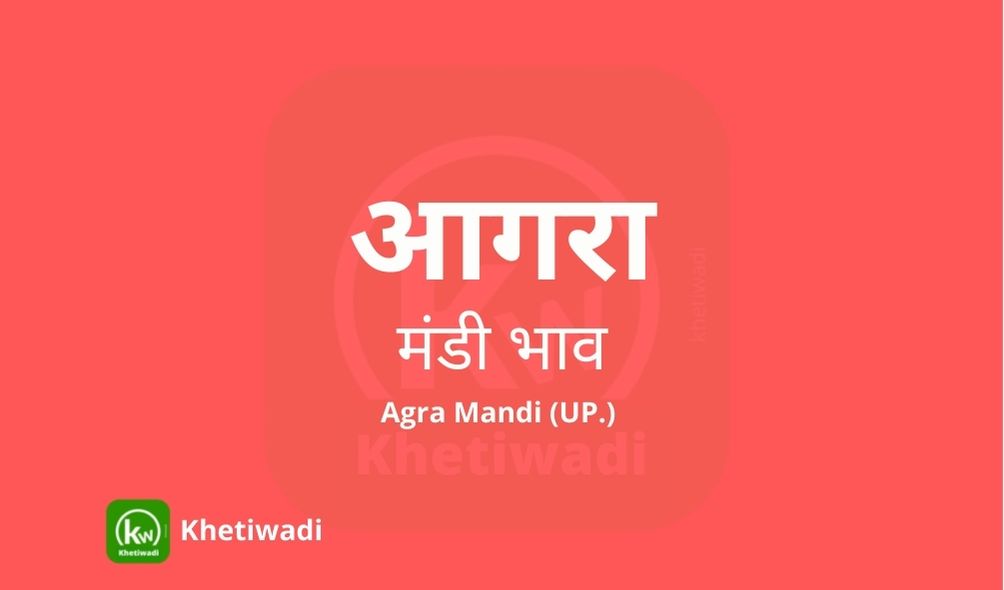 Agra Mandi - आगरा मंडी मंडी भाव 17-05-2022