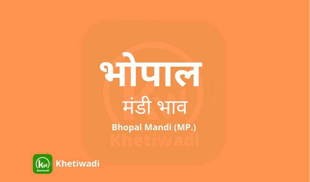 Bhopal Mandi - भोपाल मंडी मंडी भाव 06-11-2023