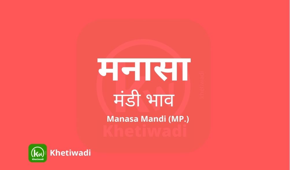 Manasa Mandi - मनासा मंडी मंडी भाव 20-10-2023