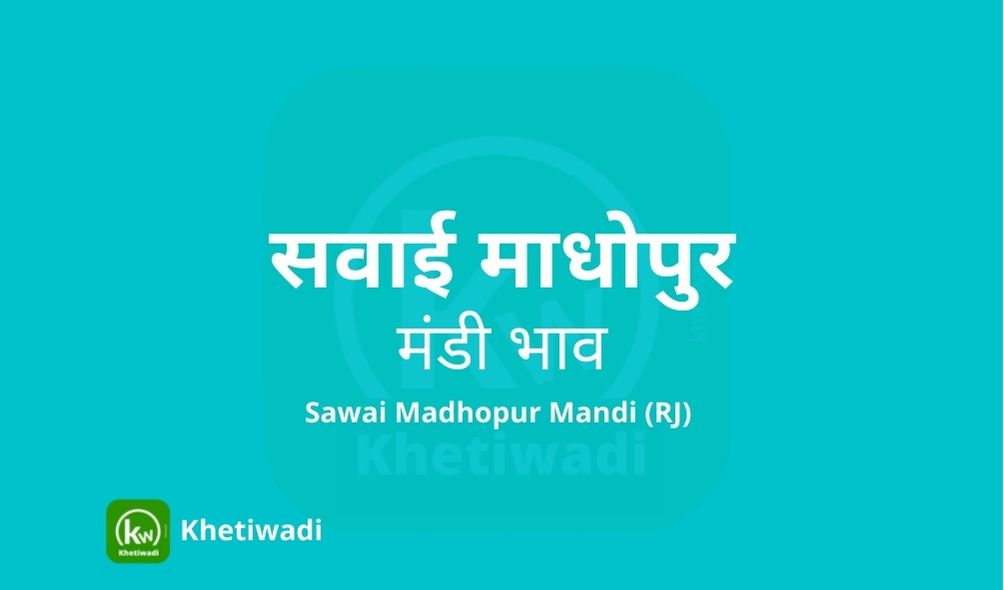 Sawai Madhopur Mandi - सवाई माधोपुर मंडी मंडी भाव 09-02-2024