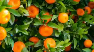 संतरा (क्विंटल) - Mandi rate today