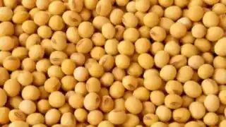 soybean image