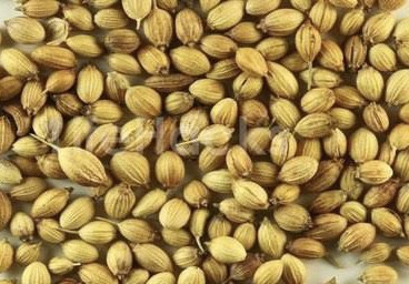 नया धनिया