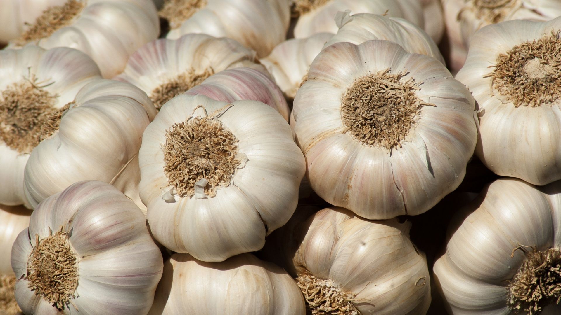 नया ऊटी लहसुन