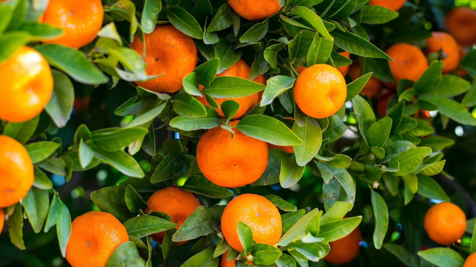 संतरा (क्विंटल)