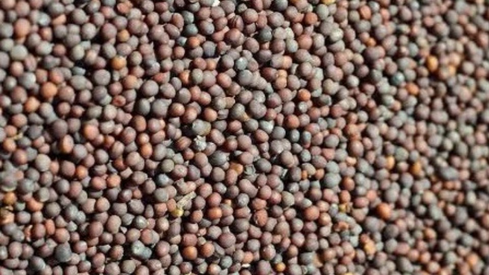 रायड़ा (सरसों)