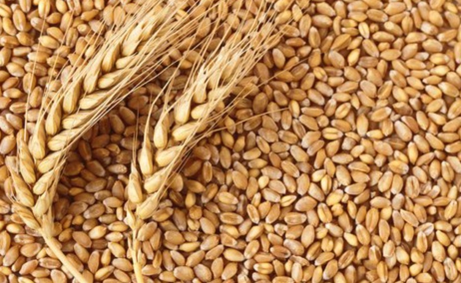 गेहूँ
