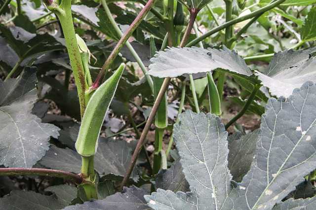 How to Increase Flowering in Okra Crop