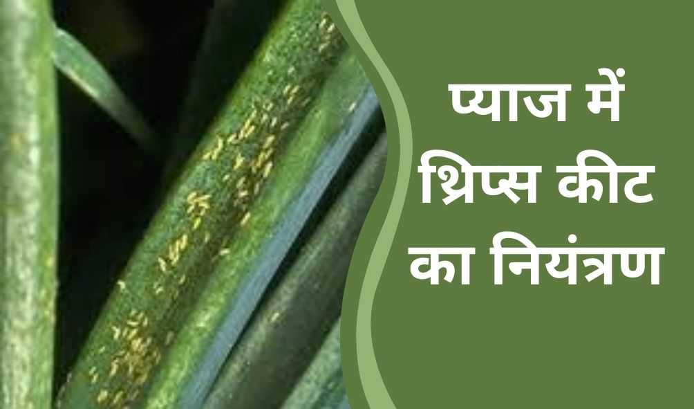 प्याज की फसल में थ्रिप्स कीट का प्रभावी नियंत्रण