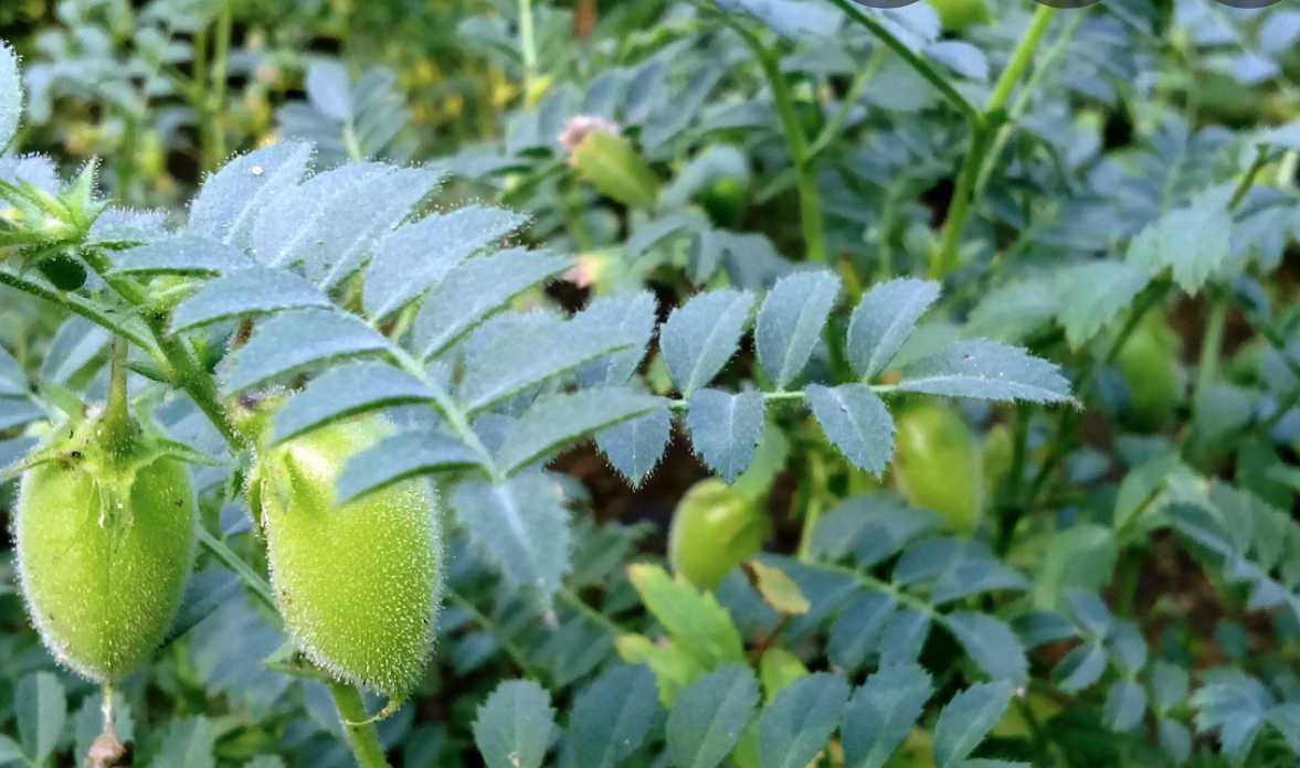 चने की फसल में उचित मात्रा में खाद और उर्वरक प्रबंधन