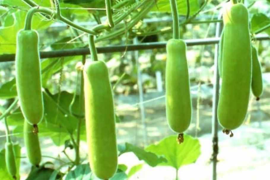 लौकी की फसल में रस चूसक कीट का प्रकोप और नियंत्रण