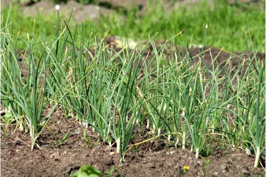 Weeding and Weed Control in Garlic Crop