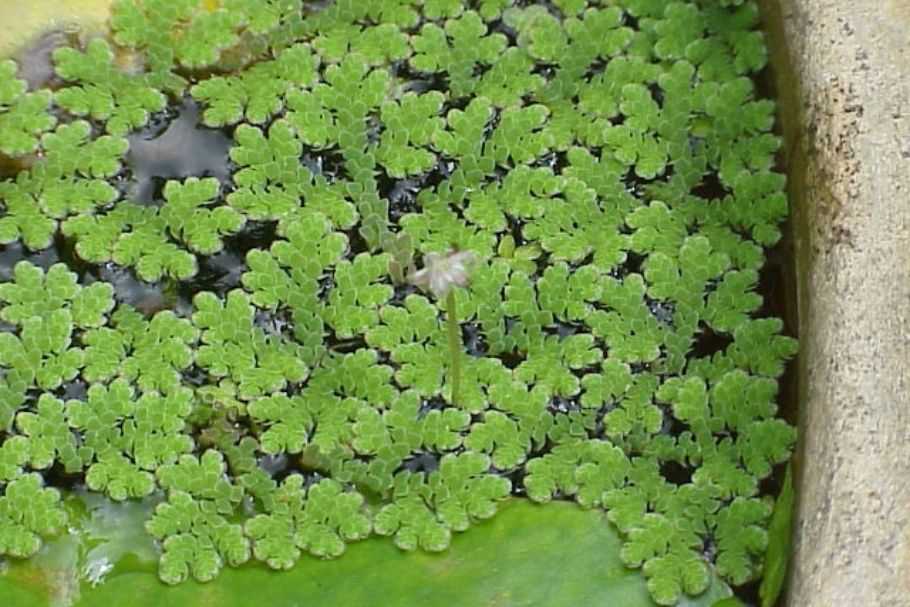 दूध उत्पादन बढ़ाने के लिए अजोला चारा