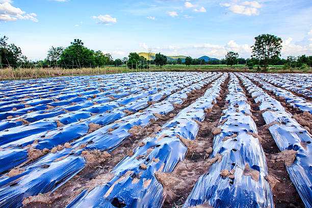 मल्चिंग तकनीक से खेती करने के फायदे