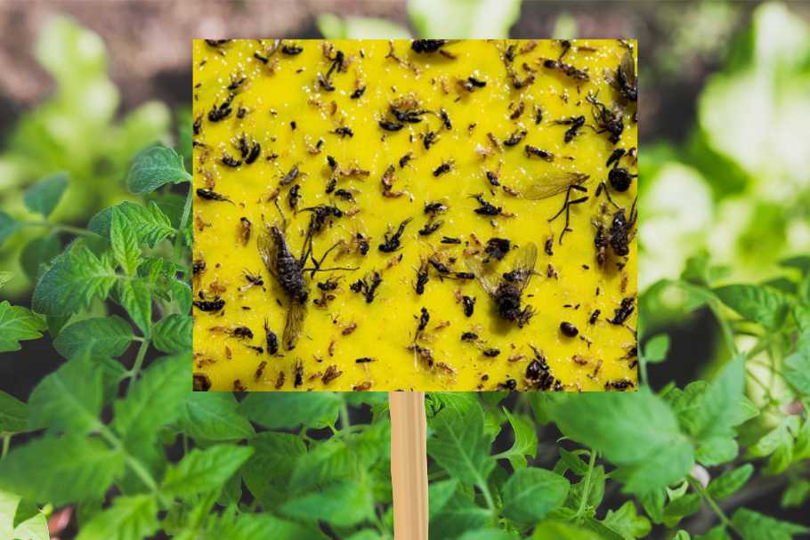 फसलों के चारों ओर चिपचिपे जाल (Sticky Trap) लगाने के फायदे