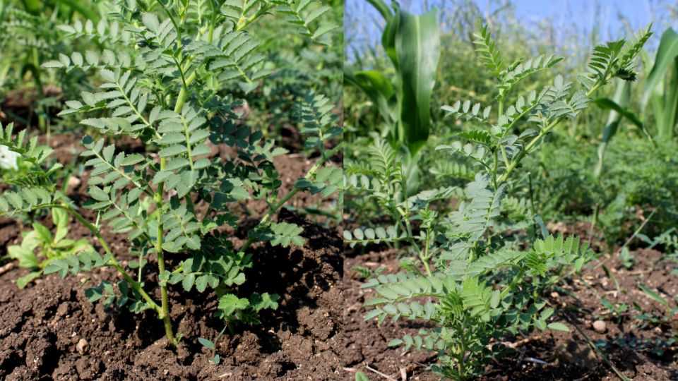 चने की दो नई किस्मों से किसानों को होगा बड़ा फायदा