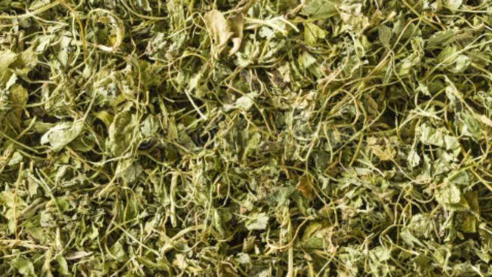 कसूरी मेथी क्या है? स्वास्थ्य के लिए इसके फायदे और उपयोग