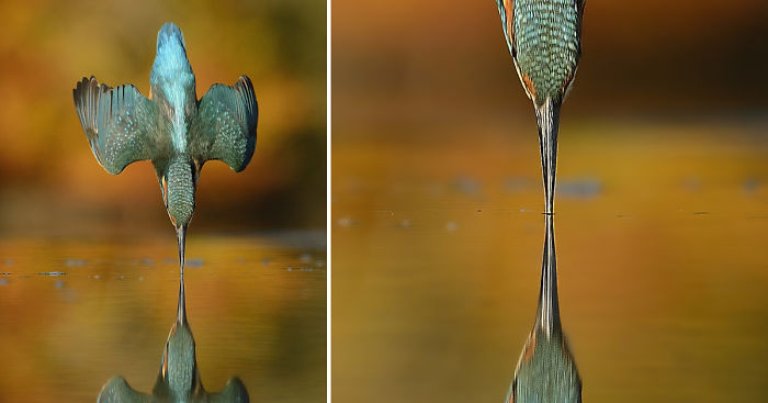 After 6 Years And 720 000 Attempts Photographer Finally Takes After 6 Years And 720 000 Attempts Photographer Finally Takes Perfect Shot Of Kingfisher Bored Panda