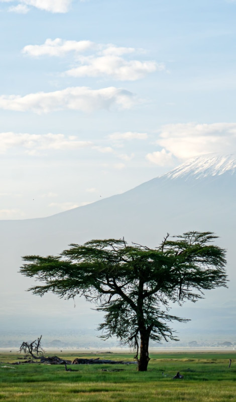 Trek Kilimanjaro!