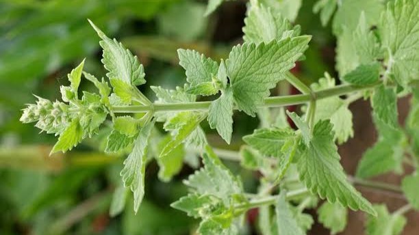 Say Goodbye to Expensive Mosquito Sprays — Try Catnip Instead