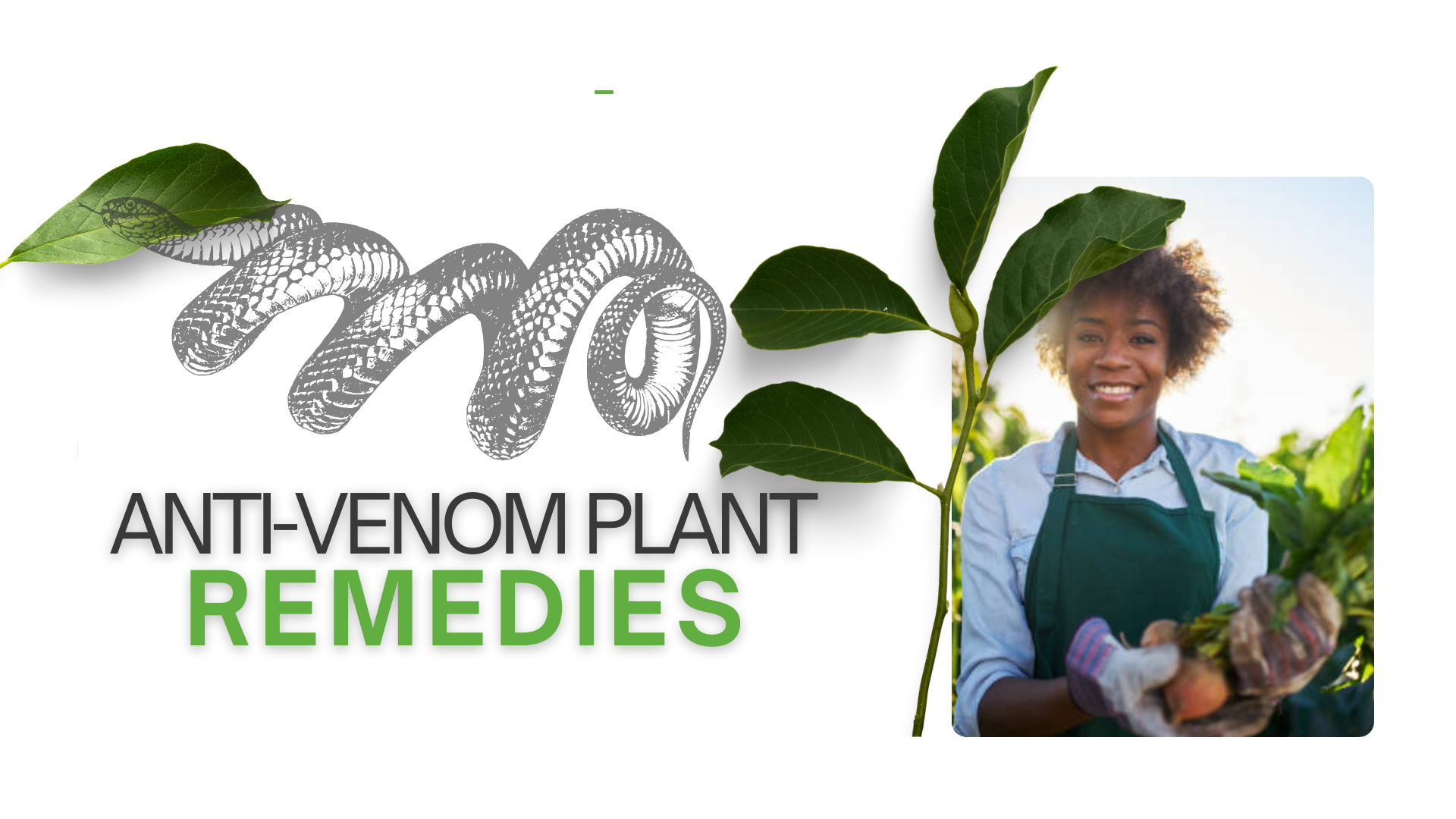 Attested Home Remedies for Venom Exposure