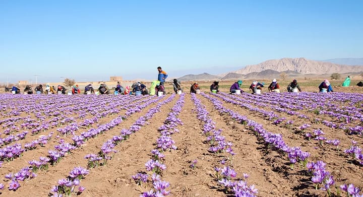 Discover the Hidden Secret of Saffron Spice