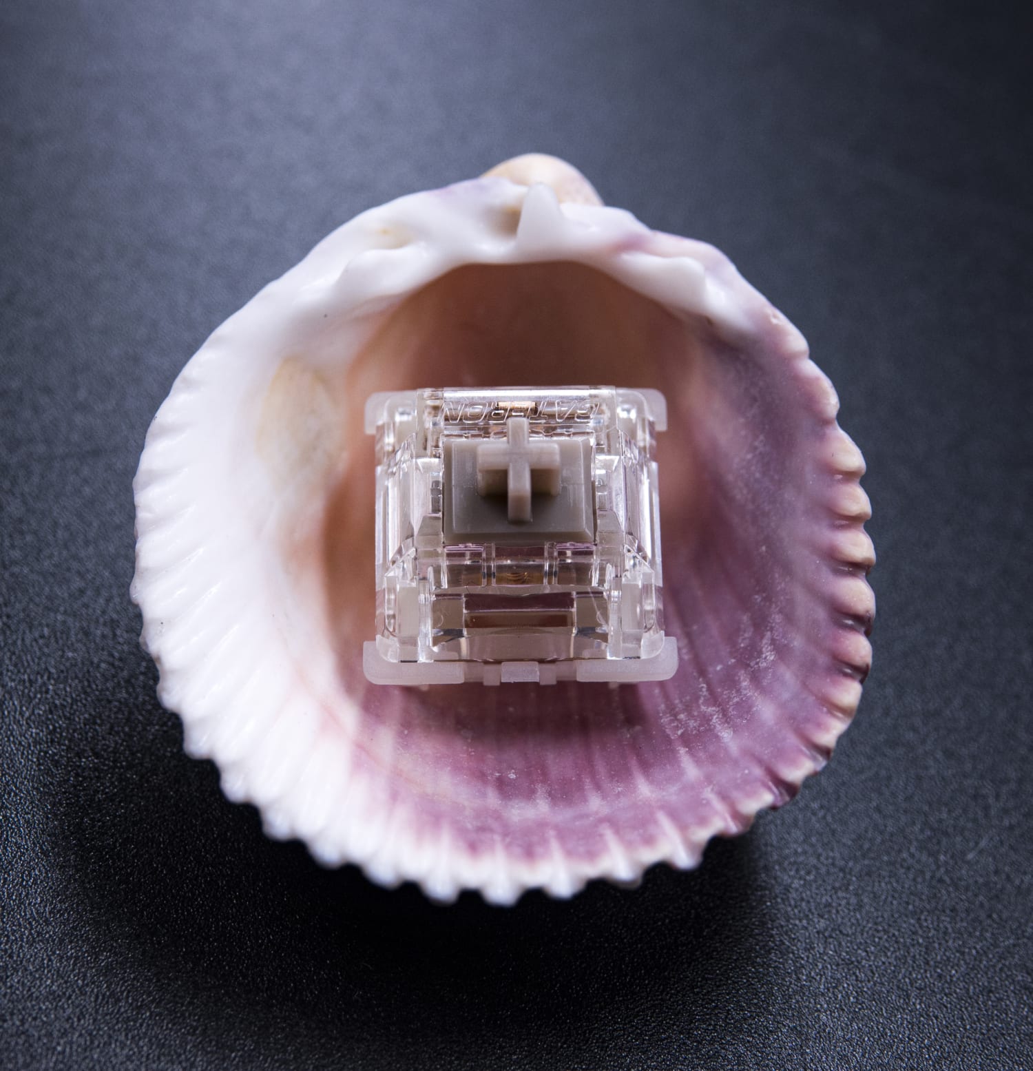 Gateron Baby Raccoon Linear Switches | Kinetic Labs