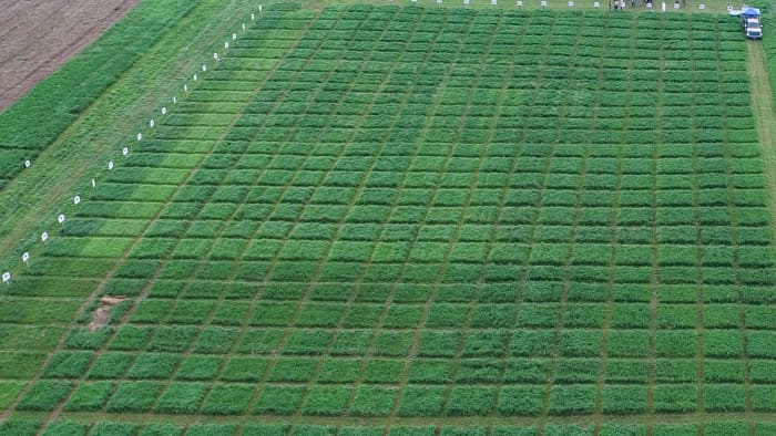 2018 Wisconsin Alfalfa Trial Blocks