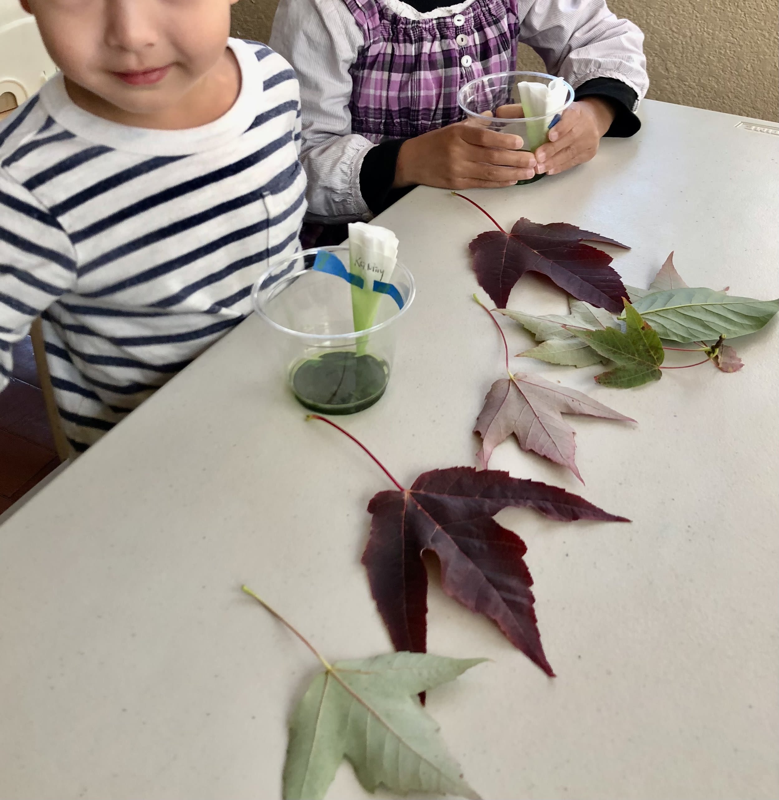 Little Sprout Bilingual Daycare