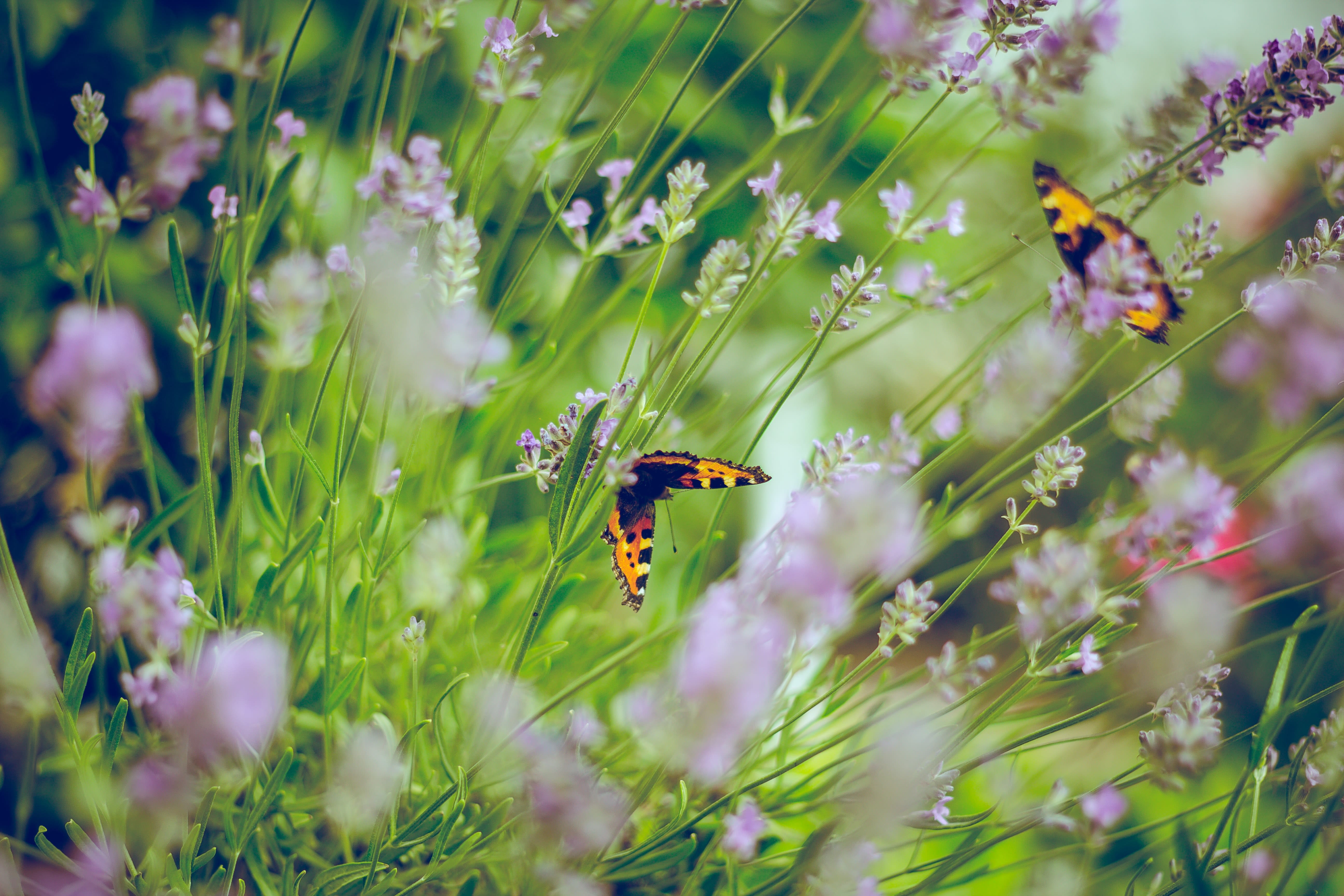 CATERPILLARS TO BUTTERFLIES LRNING TREE