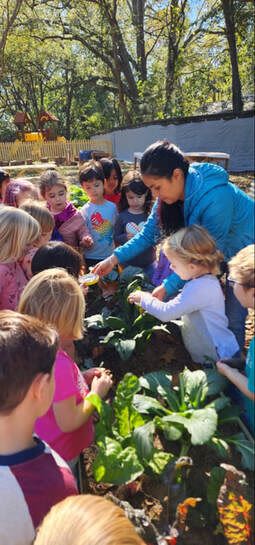Primavera School, LLC