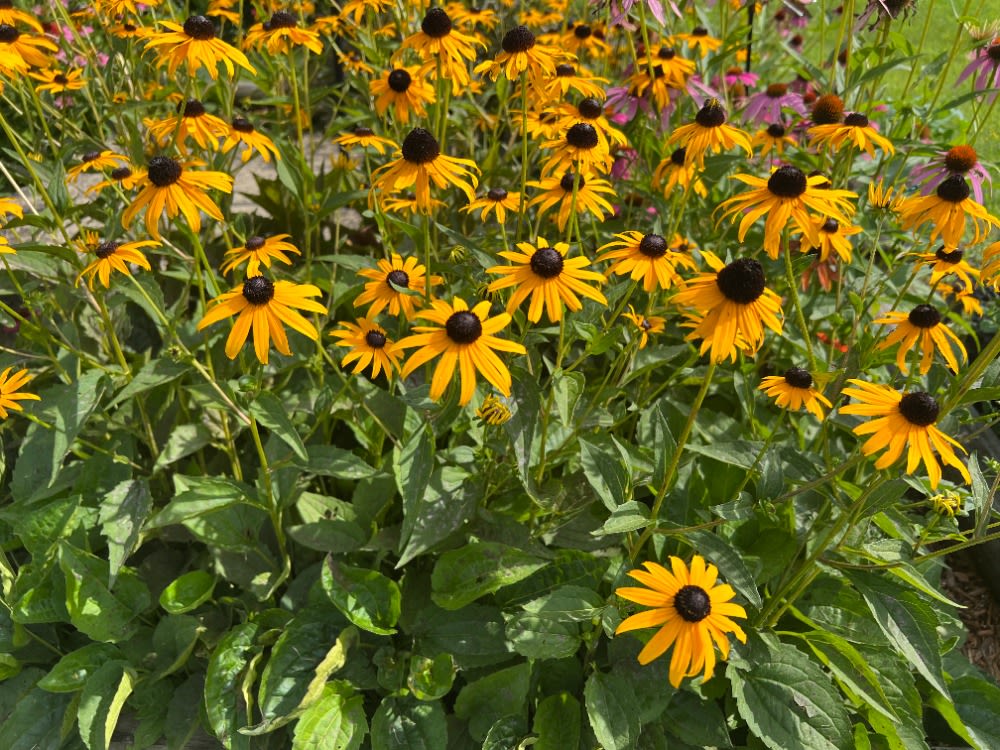 Country Corner Daycare - Preschool