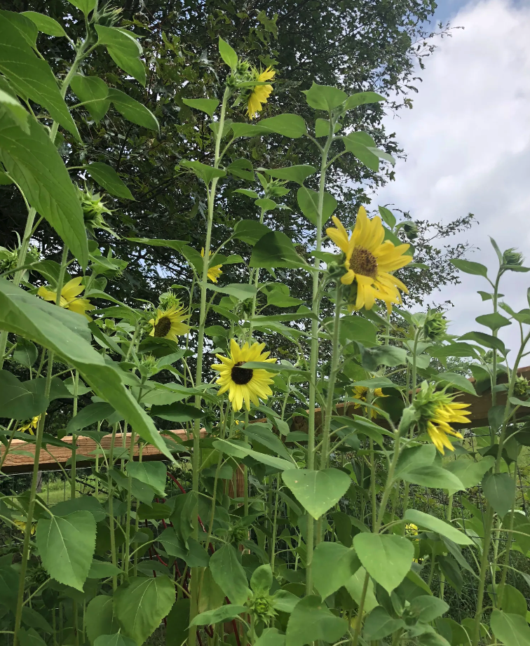 My Little Blessings Preschool