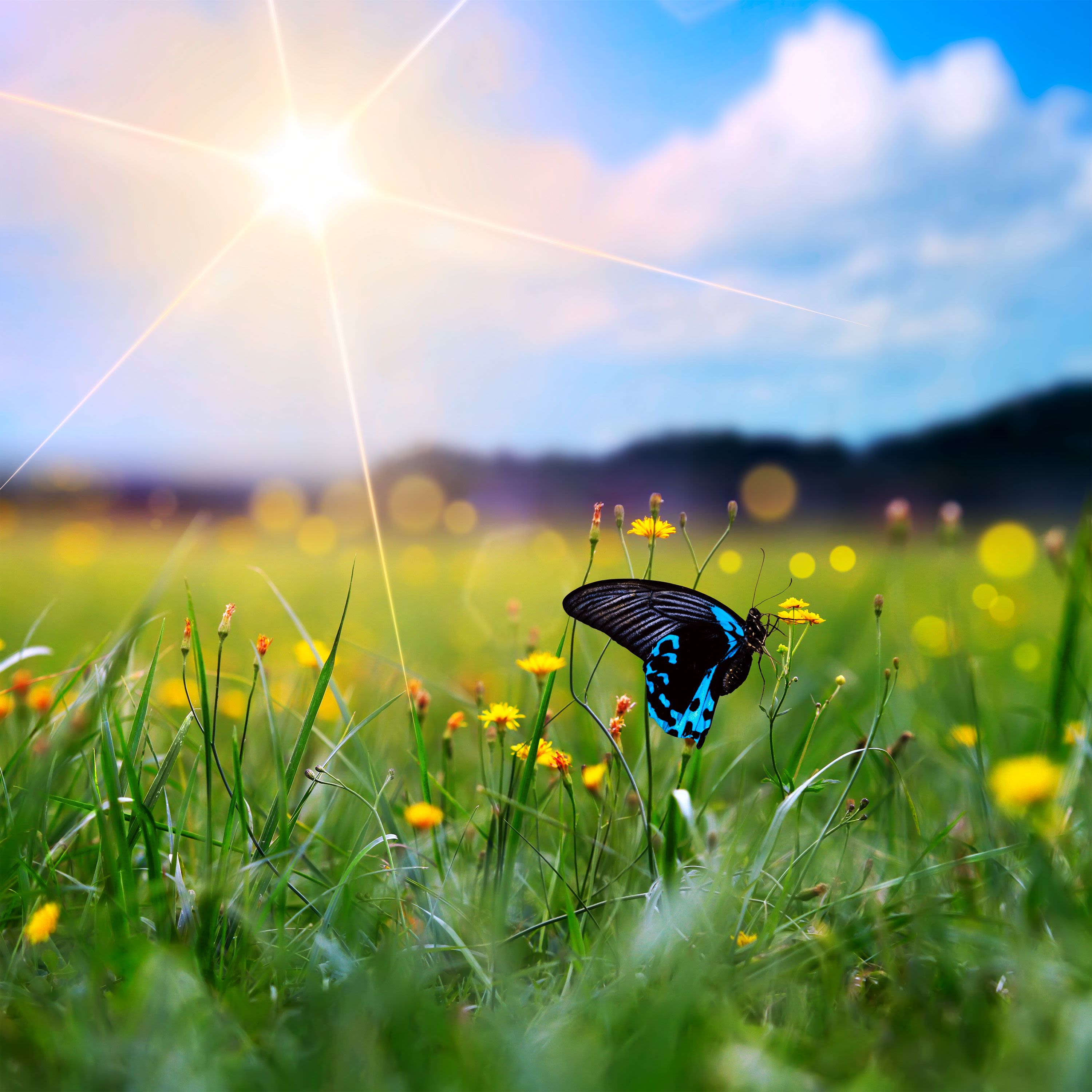 caterpillar care ® | East Village