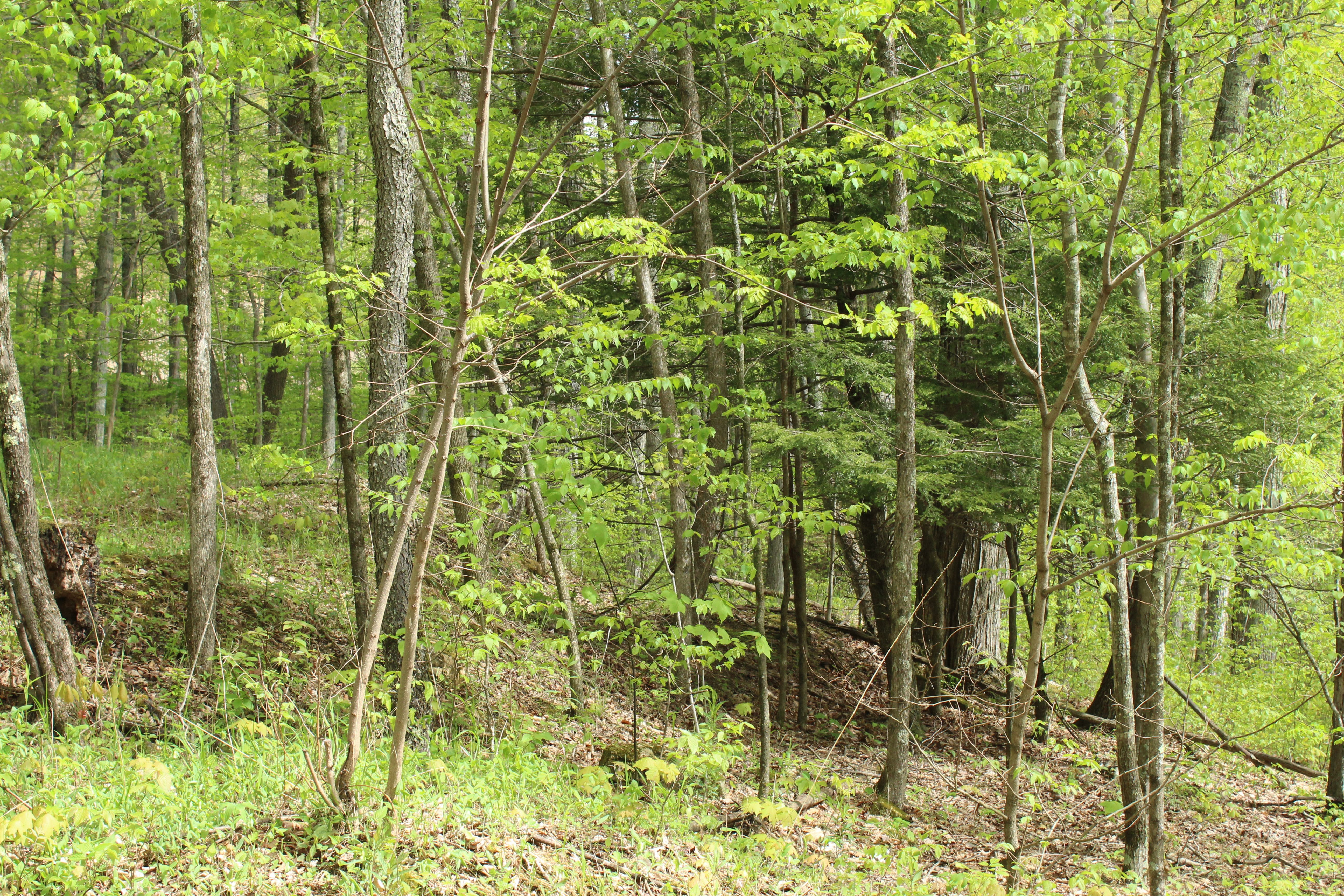 Highland Children's House