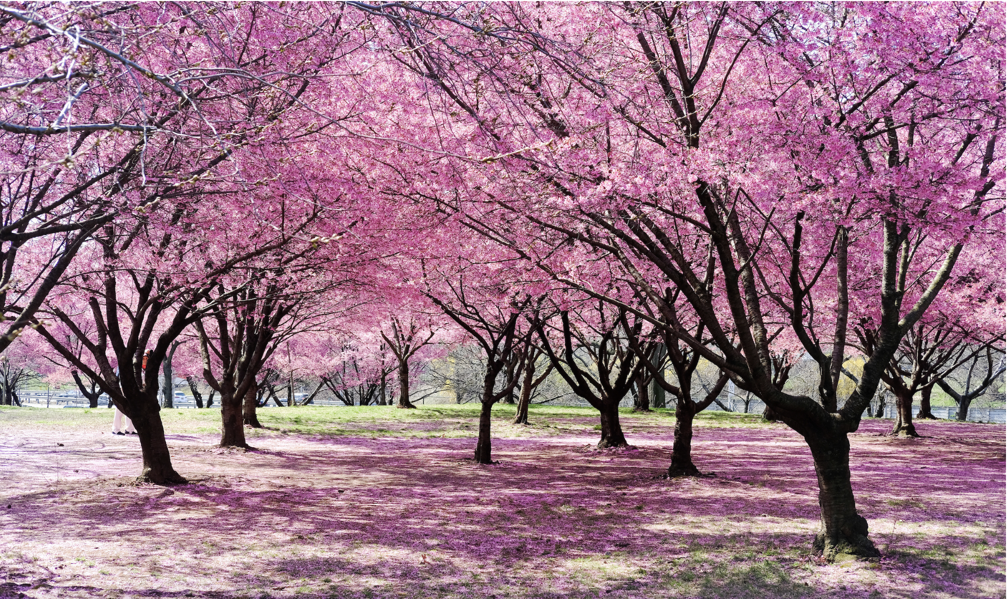 Blossom Daycare &amp; Preschool