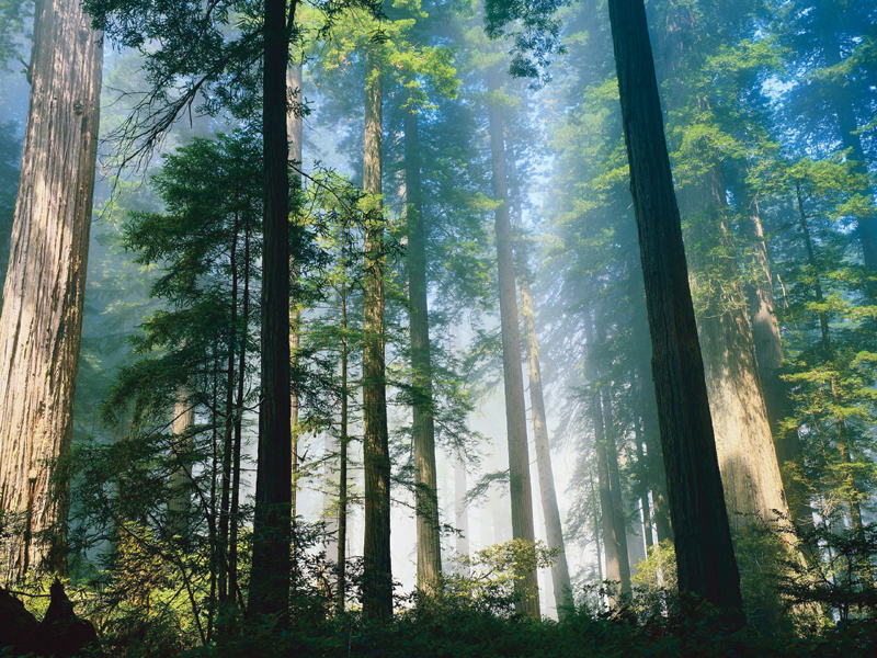 STEMsprouts Wonderschool