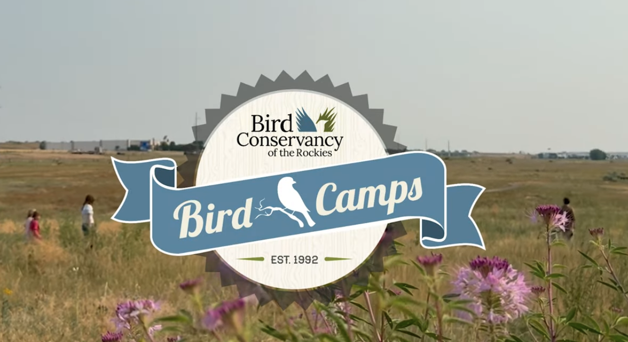 Bird Conservancy Of The Rockies - Bird Camp