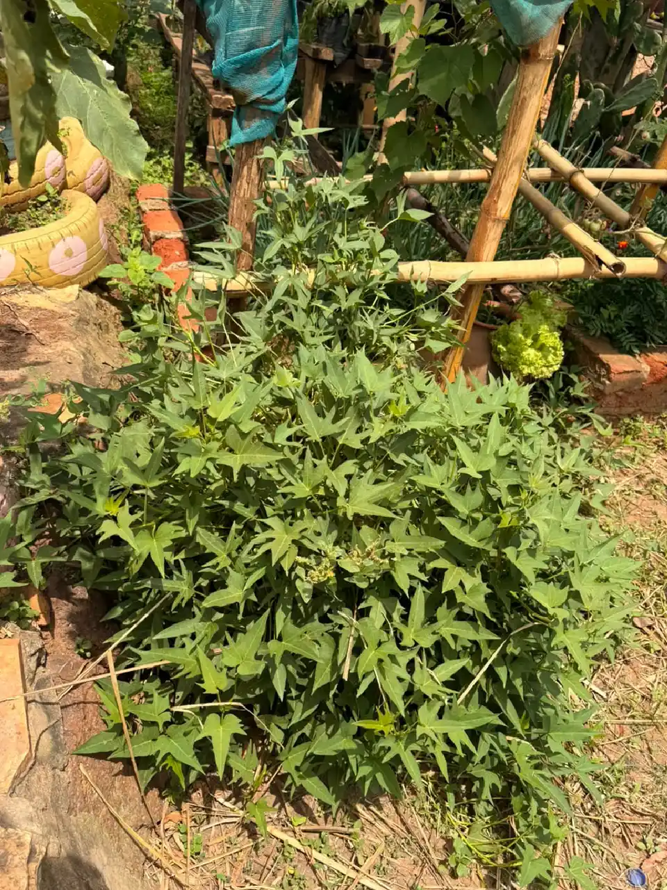 Food and Nutrition Security
