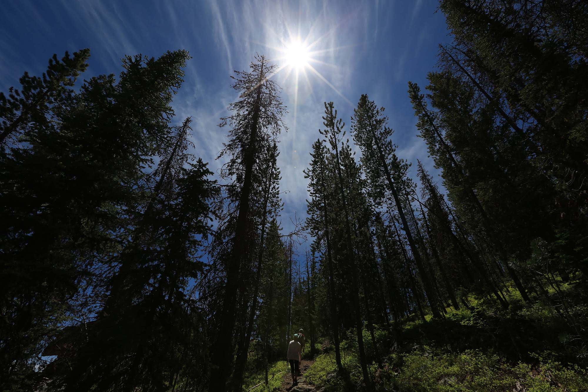 many trees in forest looking upward toward sun shining bright in blue sky