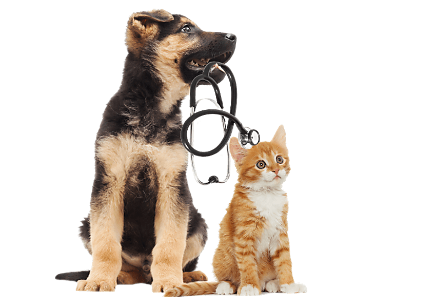 [@template.name.home_szakrendelesek]