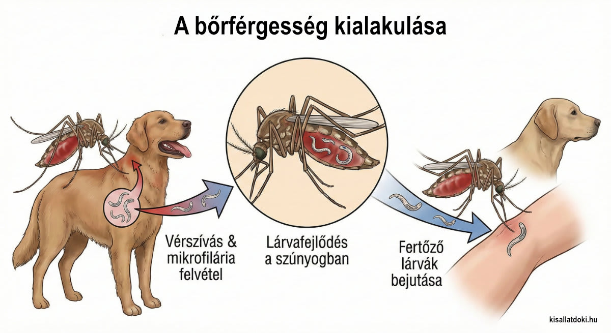 a bőrférgesség kialakulása