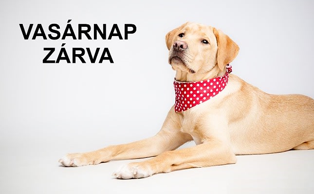 az állatorvosi rendelő vasárnap zárva az állatorvosi rendelő vasárnap zárva