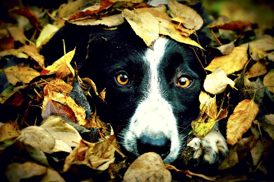 Border collie a természetben