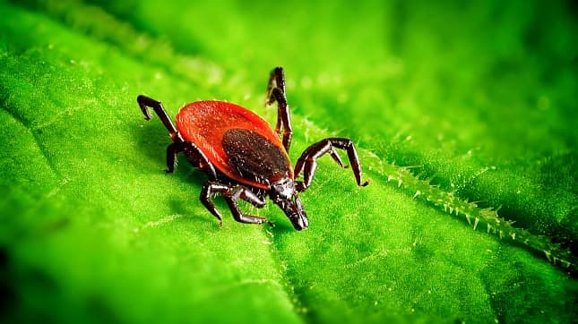 A lyme kórt terjesztő kullancsfaj, az Ixodes ricinus, nősténye. A lyme kórt terjesztő kullancsfaj, az Ixodes ricinus, nősténye.
