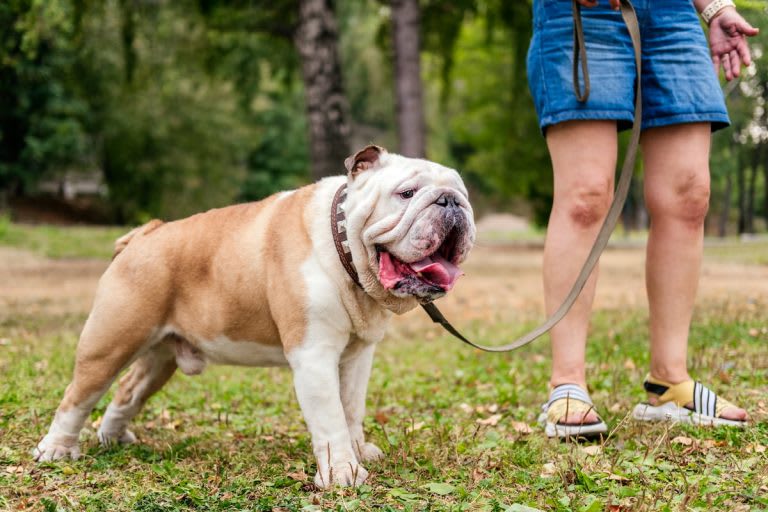 angol bulldog