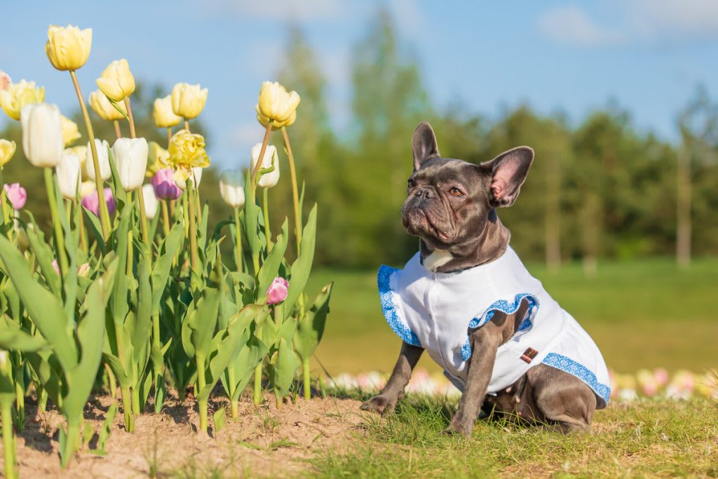 Francia bulldog1