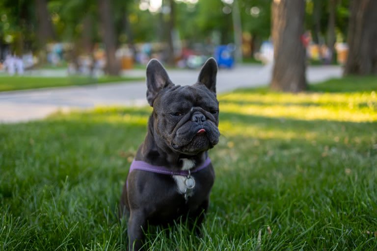 Francia bulldog -2
